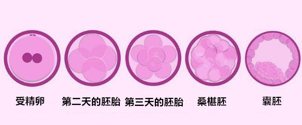 淮安供卵助孕公司：我的测试中是否有10个卵泡？