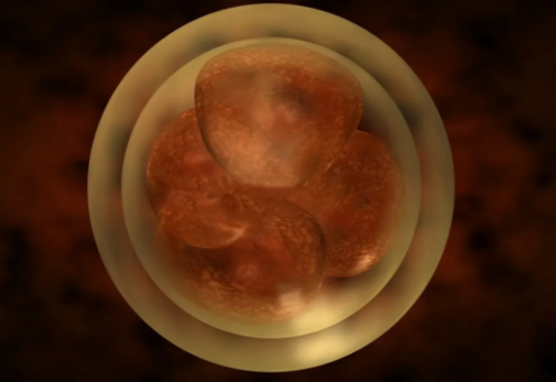 杭州合法供卵成功率排名：胚胎质量和受精成功率之间有一定的关联：胚胎质量越高，受精成功率越高。